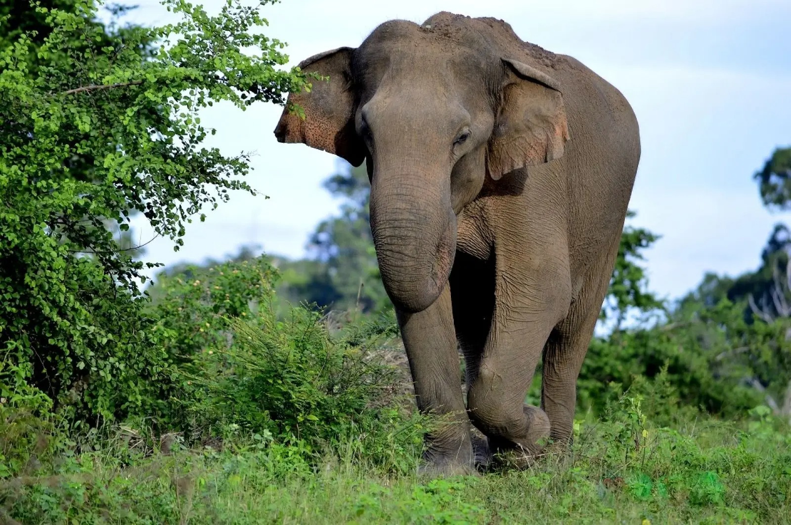 Wildlife