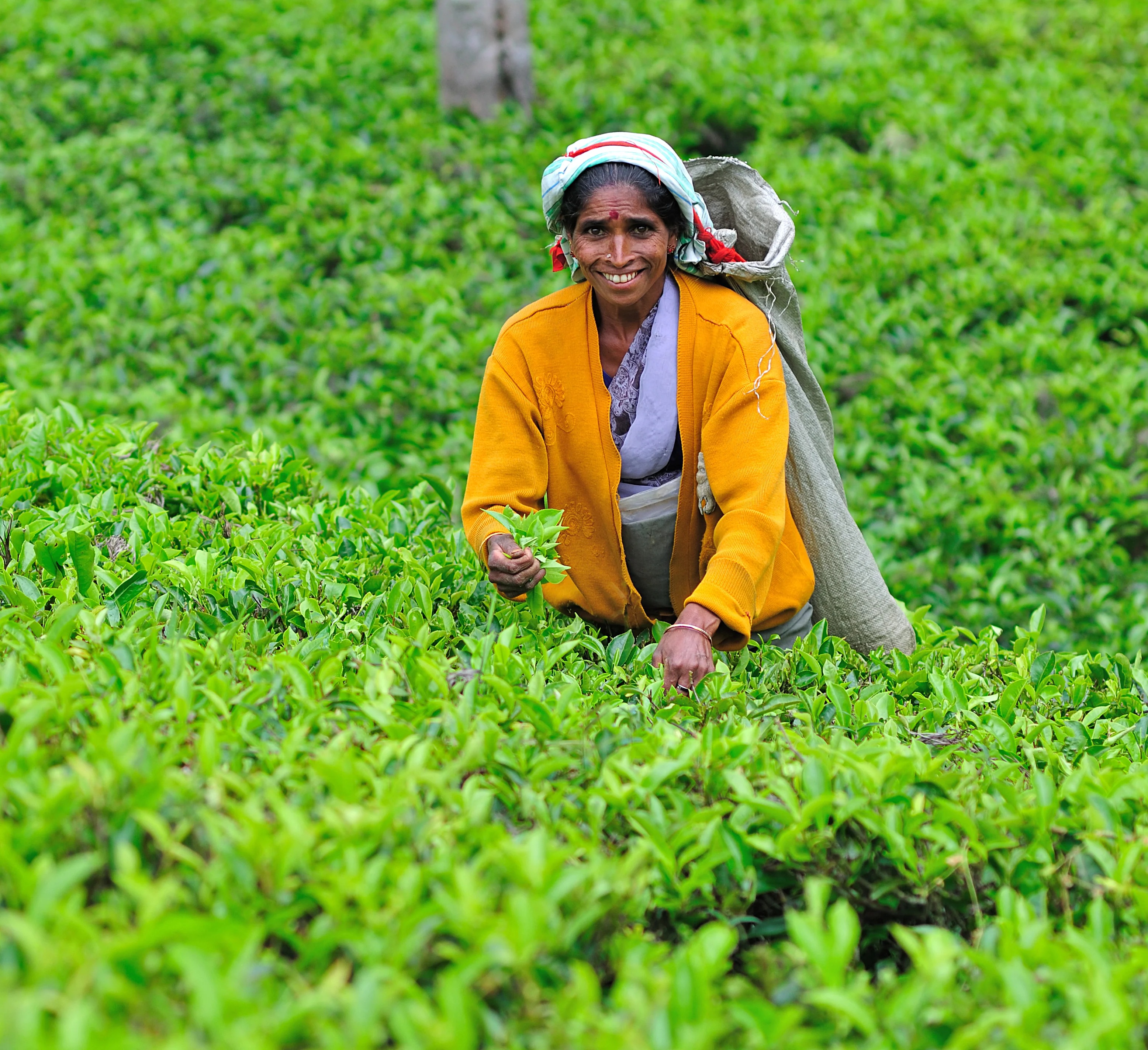 Tea country