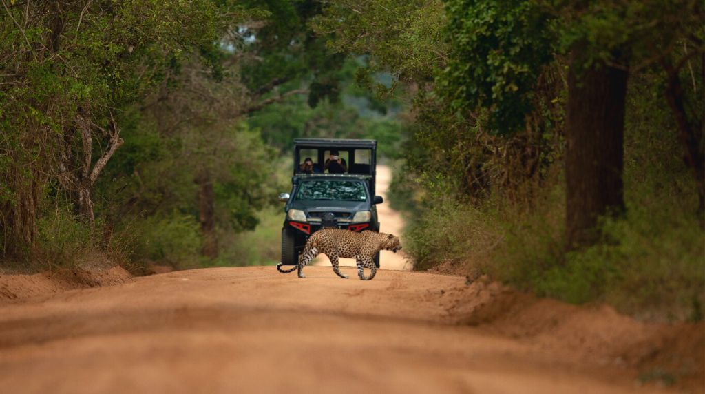 Yala Game Drive