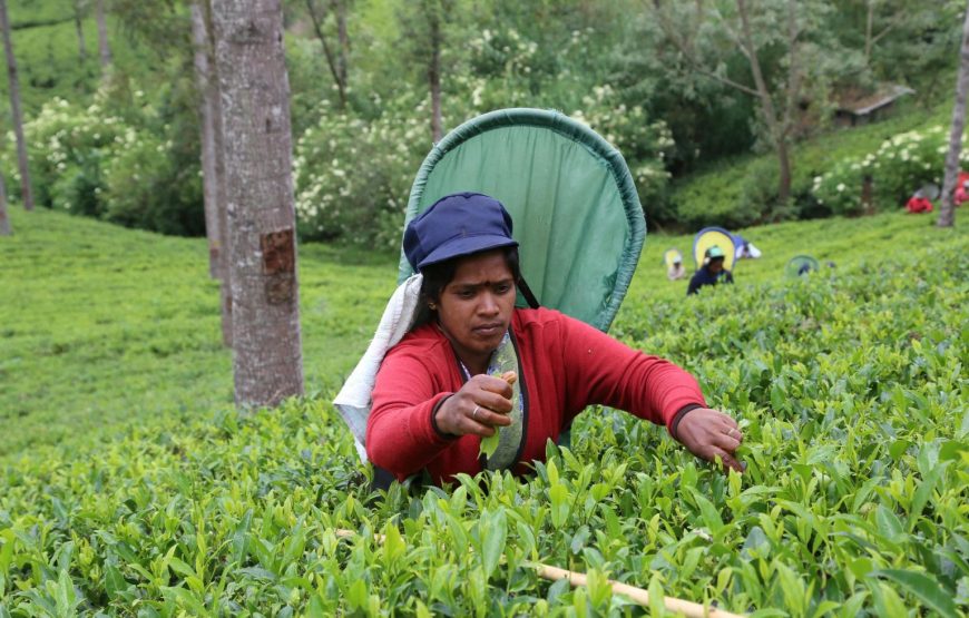 Tea Plantation Tour in Ella