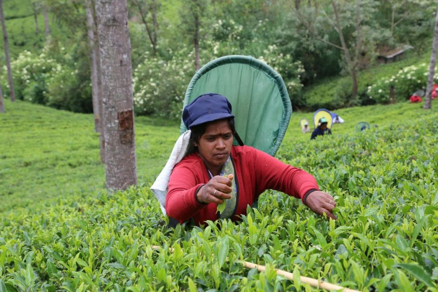 Tea Plantation Tour in Ella