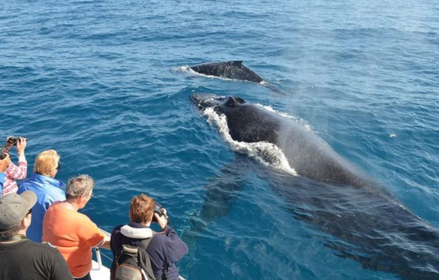 Whale Watching Mirissa