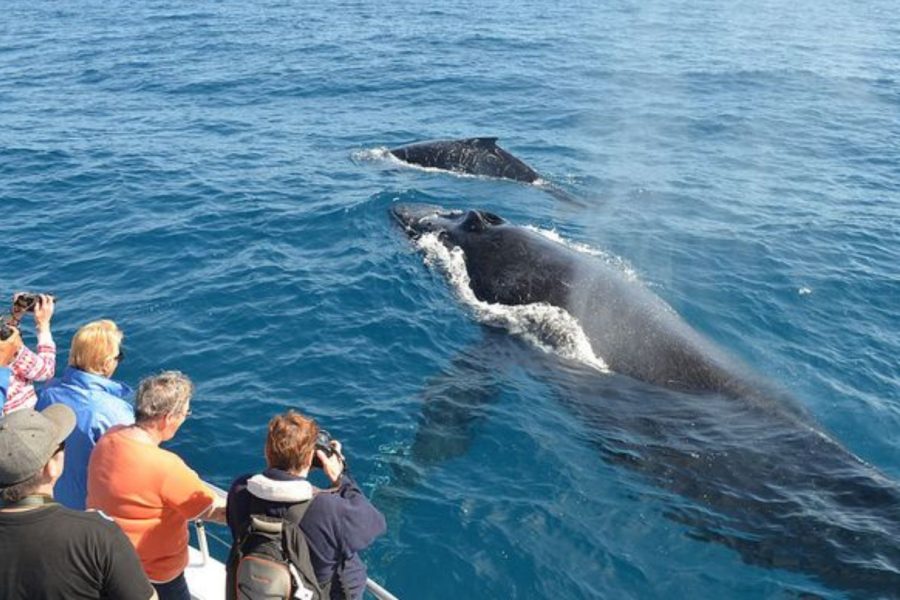 Whale Watching Mirissa